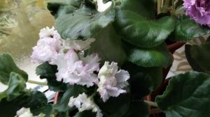 Мои Сенполии в начале ноября.