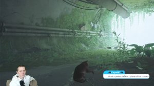 PS5. Играем в котика.