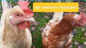 Где зимовать курицам? Утепляем летний курятник