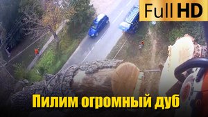 Пилим огромный дуб диаметром целых 2 метра | Часть 1 | Спил деревьев в Абинске