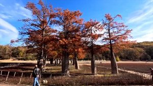 Сукко.Кипарисы в ноябре