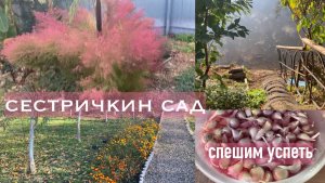 Жизнь в Адыгее/ В Гиагинской у сестренки/ Чудесный сад/ Ловим моменты/ Чеснок посажен/