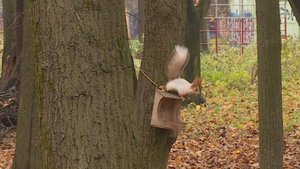 Рязанцы все чаще замечают белок в центре города