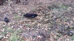 Сбежала добыча.