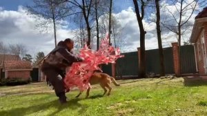 Цицерон любил кусаться! 🥰🥰🥰