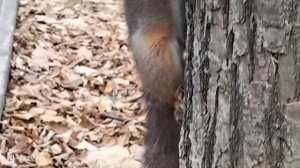 Белочки в Сокольниках