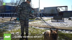 Поиски новых хозяев продолжаются. Кому достанется служебная собака-пенсионерка? Нижневартовск