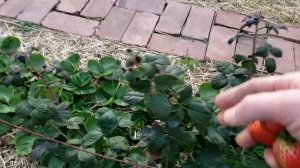 Малина и клубника на моём участке. 5 ноября 2025г.