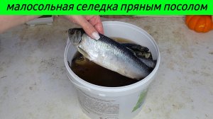 Малосольная сельдь пряного посола