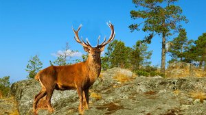 Хаски, олени, лоси, водопады - знакомство с жизнью саамов и карел.