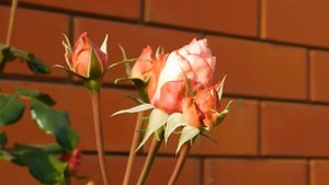 05=11=2025  уни  ПВН   (115)