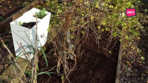 Избавляемся от почвенных вредителей дома. Дачные сезоны