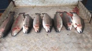 хороший улов форели