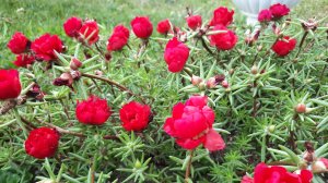 Выращивание крупноцветкового Портулака от посева до цветения