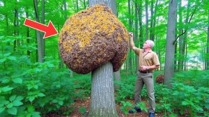 Мужчина решил, что нашёл пчелиный улей, но эксперт сказал ему, что это не так