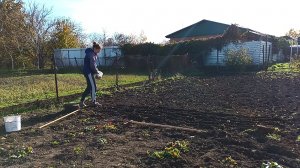 ЖИЗНЬ В СТАНИЦЕ./ ПОСАДИЛА ЧЕСНОК./ ГОТОВЛЮСЬ К НОВОМУ ГОДУ.