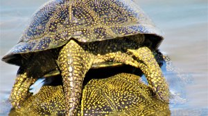 Черепахи