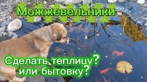 Работы во дворе. Можжевельники. Талица или бытовка?