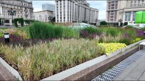 авандовые поля в сердце Москвы: фиолетовый оазис среди городской суеты 🌸🏙️ 2025