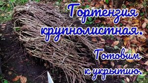 22.10.25г. Гортензия крупнолистная. Готовим к укрытию.