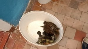 и опять весело, красноухие черепахи