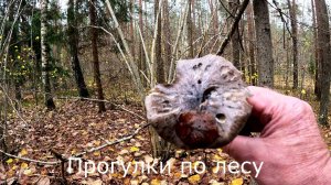 Прогулки по лесу. Орешник сбросил листву.