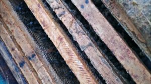 Из жизни пчеловода