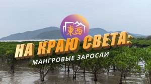 На краю земли: мангровые заросли у Тихого океана