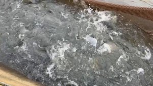 Запуск форели в акваторию !!!!