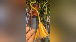 Epiphyllum anguliger.  Эпифиллум ангулигер.