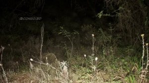 на камеру наблюдения в лесу попал #динозавр #животные #природа #исследования