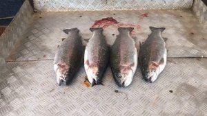 улов форели