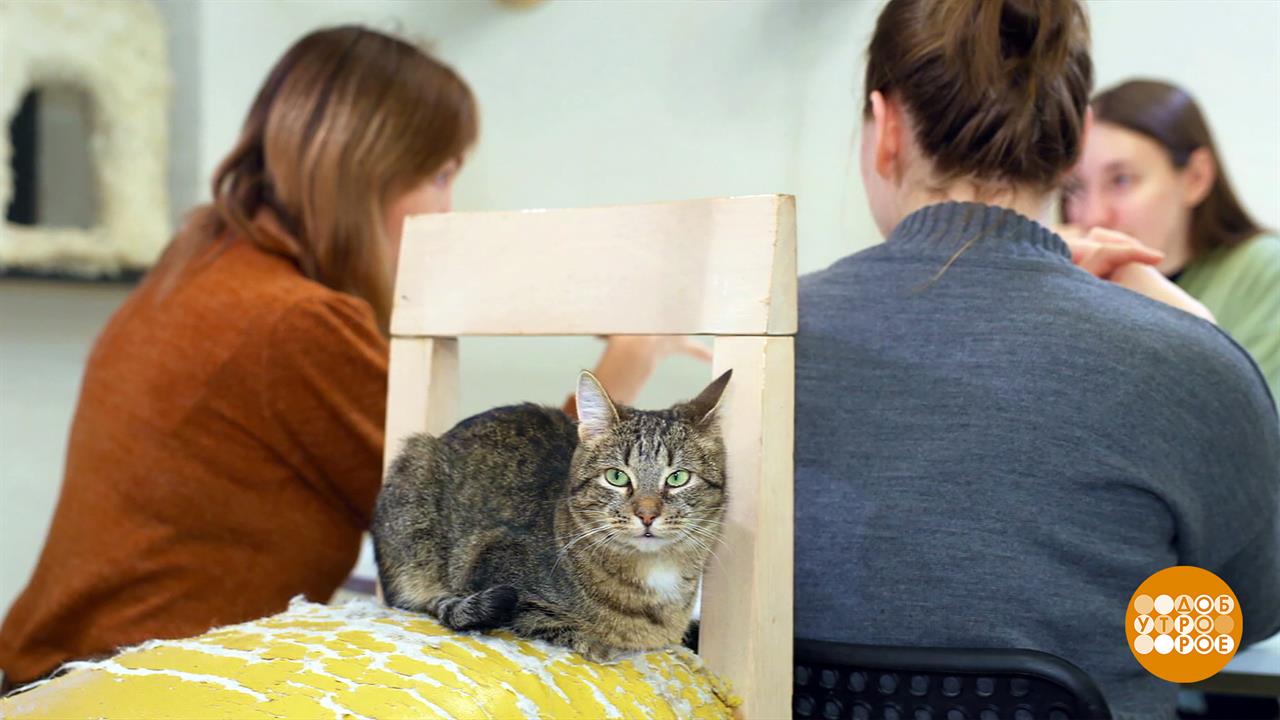 Идем в котокафе! Доброе утро. Фрагмент выпуска от 06.11.2025