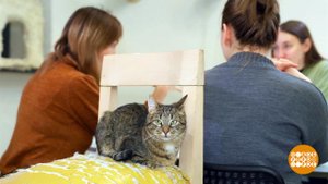 Идем в котокафе! Доброе утро. Фрагмент выпуска от 06.11.2025