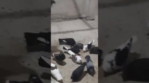 Гулюшки в голубедроме. Вечерняя проверка.