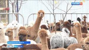 Россельхознадзор снял карантин с чилийских альпак