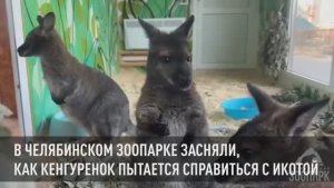 В Челябинском зоопарке засняли, как кенгуренок пытается справиться с икотой