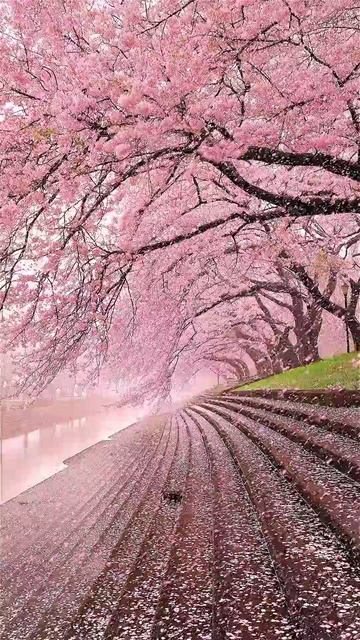 Такой красивый вишневый дождь. Дзен