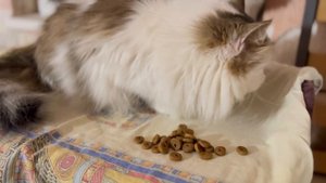 Также спасибо нашей подписчице за оплаченный корм на магазине!
 Мы всегда нуждаемся в кормах,и лишни