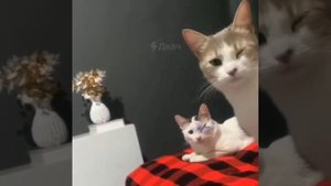 Дружеская поддержка по-кошачьи 😻 (непременно прочти закреп)