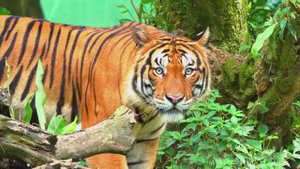 МУЗЫКА, КОТОРАЯ УСПОКАИВАЕТ И РАССЛАБЛЯЕТ