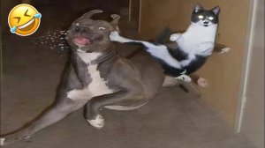 #смешныевидео -129