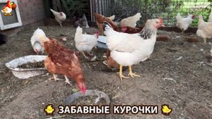 Забавные курочки несушки на сельском подворье 🤗😂😜 (12)