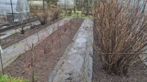 Подготовка плодовых деревьев и ягодных кустарников к зиме