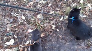 Осень по полной.