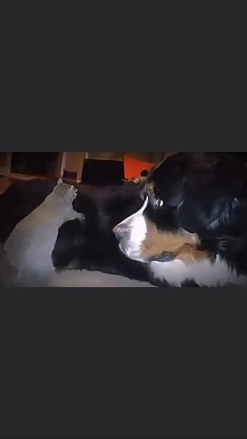 Прикол Белочка любит прятать орешки в собаку, тем временем реакция собаки😂