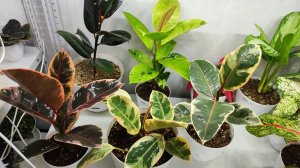 ФИКУС - основной уход, благоприятные условия выращивания