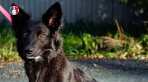 Подопечная Первоуральского Приюта ищет дом!