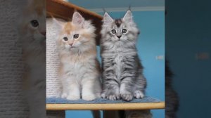 Девчонки 🥰 Мейн Кун