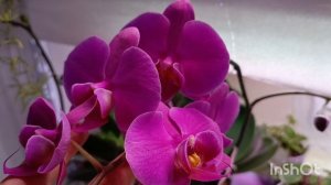 Обзор на мои орхидеи и на их цветоносы 🤗🌱☘️🌱☘️🌺
 Приятного просмотра девочки 🤗